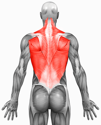 Back Workouts