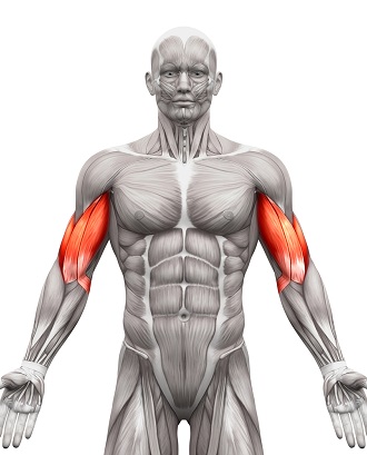 Arms Workout - Biceps & Triceps