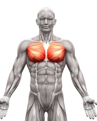 Chest Workouts
