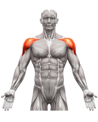 Shoulder Workouts